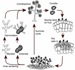 Botrytis Cinerea life cycle