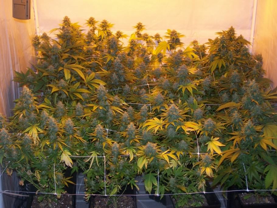 Marijuana flowering in soil