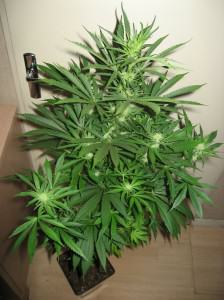 Marijuana plant in soil in a 7L plant pot