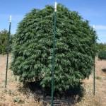 Marijuana plant grown in smart pot