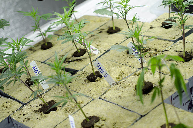 Clones develop nicely in all types of substrate (Picture: Brett Levin)