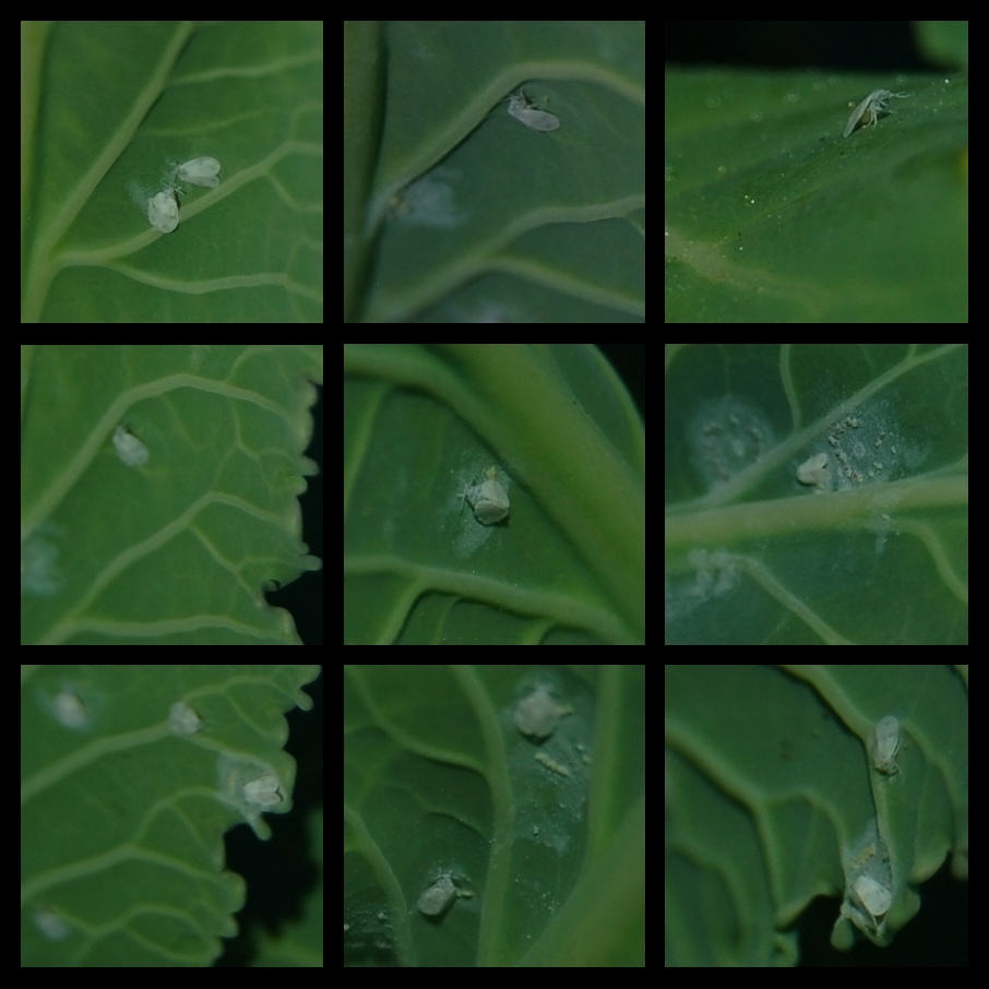Reproduction of the Whitefly, egg laying