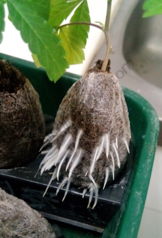 Clone showing the first roots