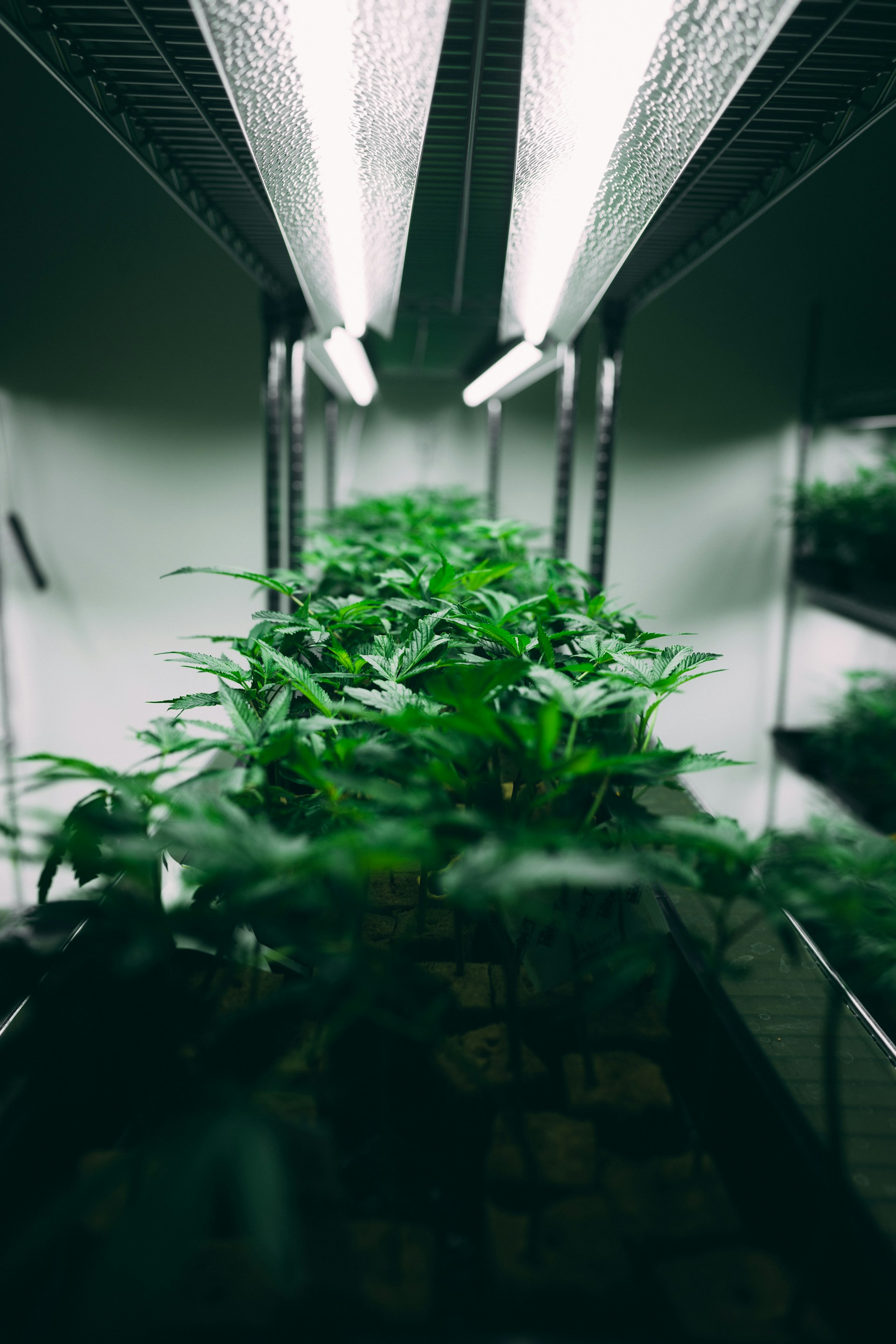 In a small space and with relatively little light a large number of clones can be rooted (Image: Ryan Lange)