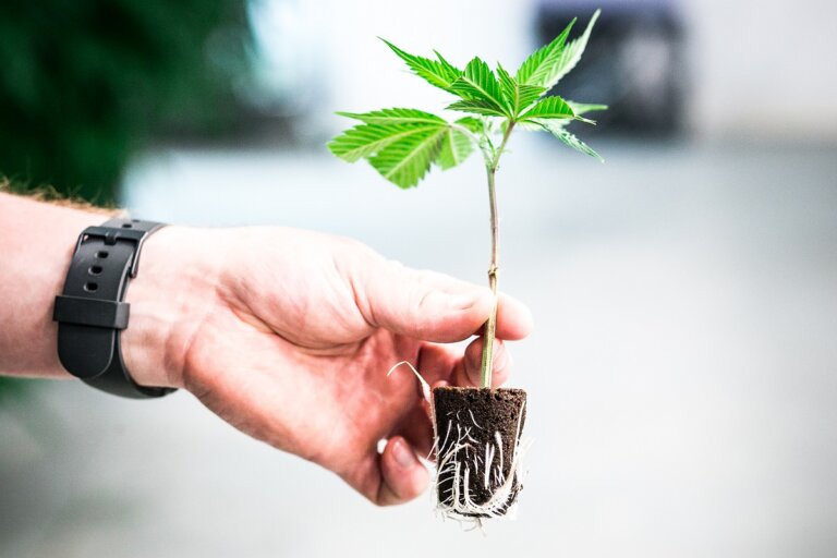 Growing cannabis cuttings