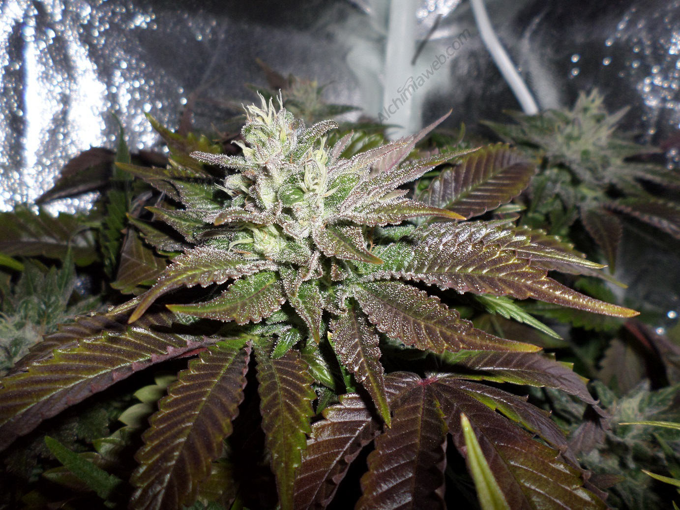 marijuana-seeds-indoor-growing