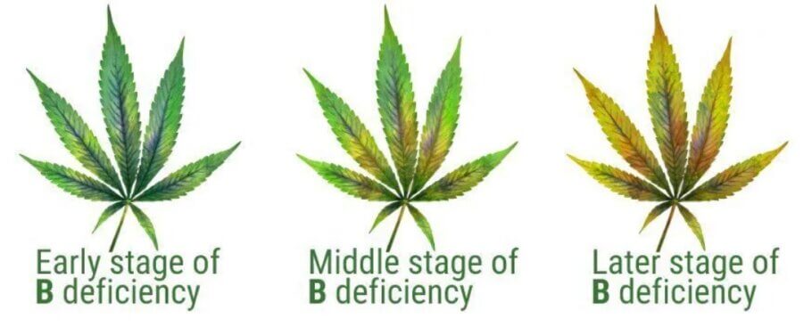  Lack of boron in its different phases