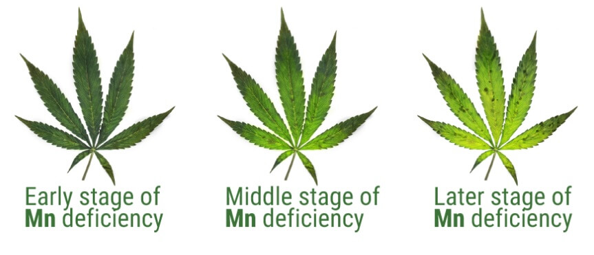  Symptoms of manganese deficiency