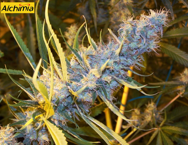 Characteristics of Sativa cannabis strains