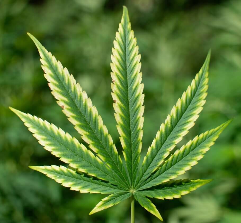 micronutrients-marijuana-plants