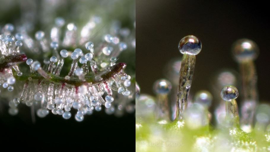 Glandular trichomes