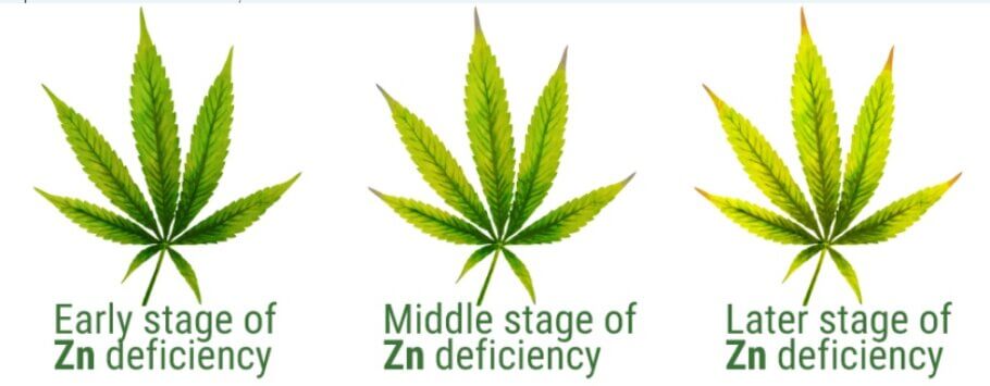  Progression of a zinc deficiency