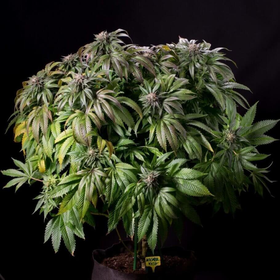  This Master Kush plant presents marked traits typical of Indica cannabis