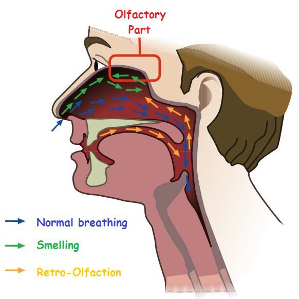 Parts involved in the tasting