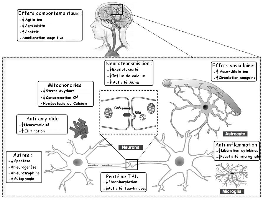 cannabis-contre-maladie-alzheimer-thc-cbd