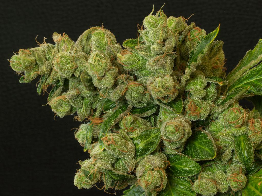 Marijuana produces a large number of terpenes