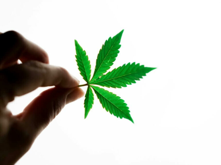 Characteristics of Indica cannabis strains
