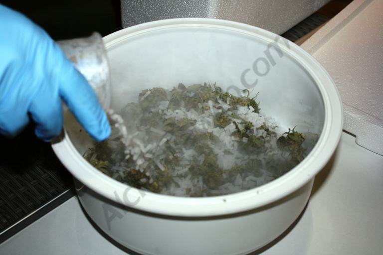 Mixing the dry ice with cannabis