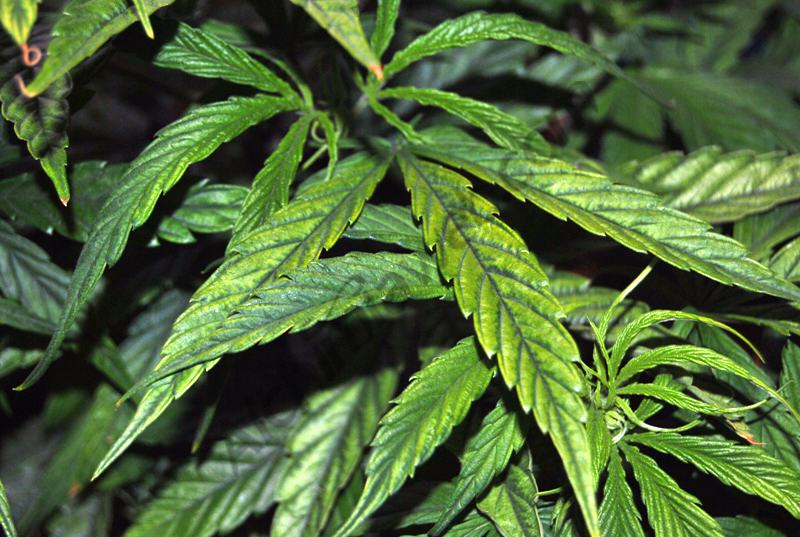 Deficiency and excess of magnesium in cannabis plants