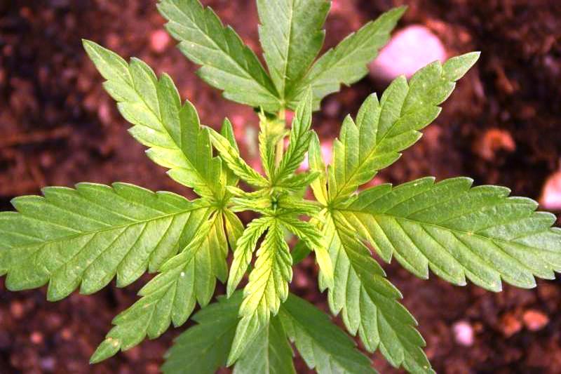 Deficiency and excess of Iron in cannabis plants