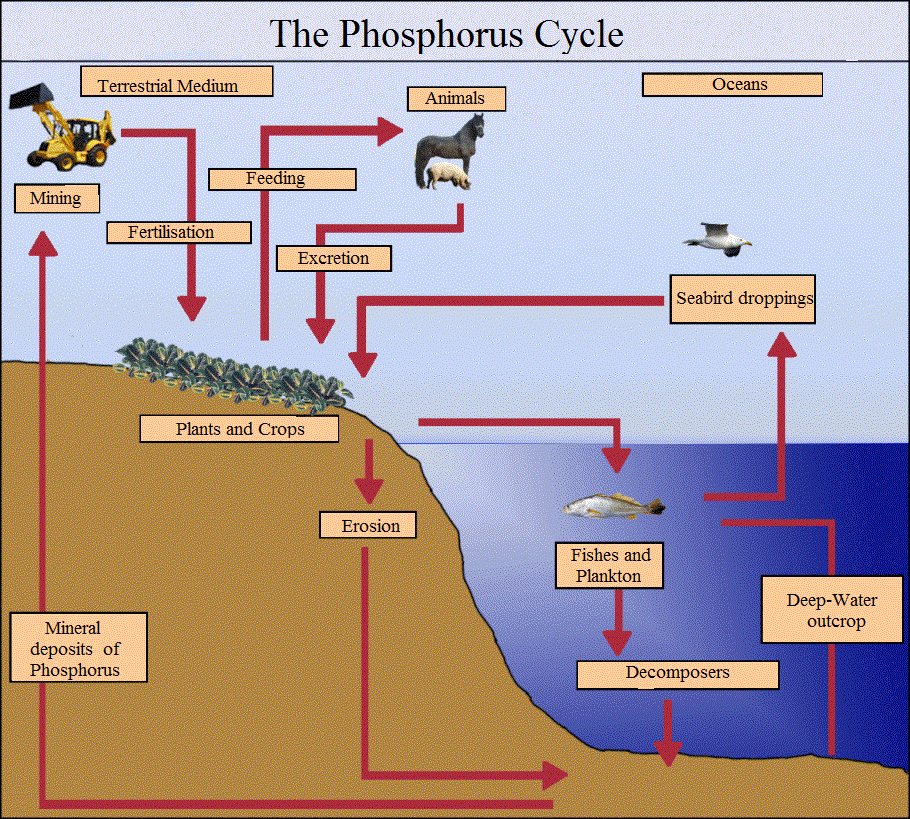 The phosphorus cycle