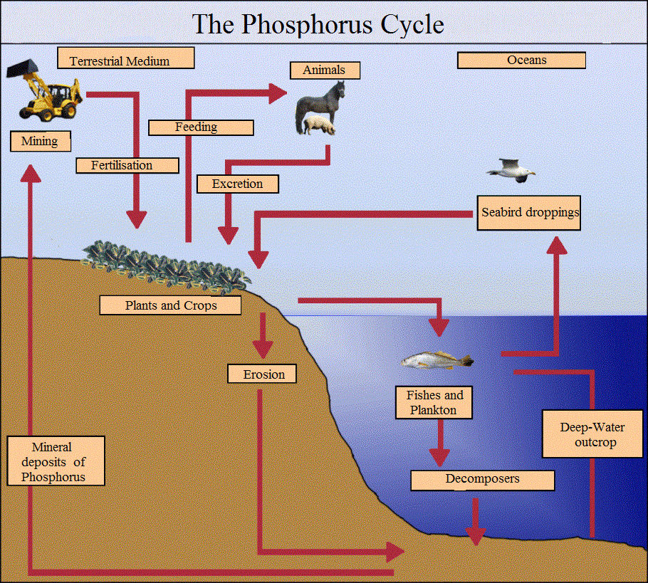 Cannabis Grow Cycle Chart