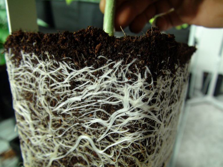 Root system of Karibeña from Kannabia