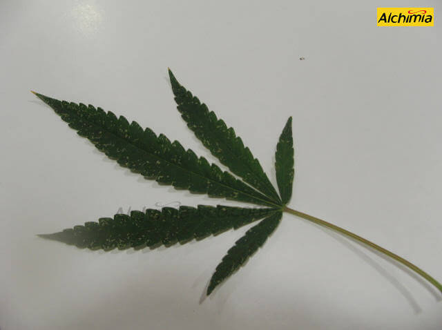  Marijuana leaf with symptoms of thrip infestation
