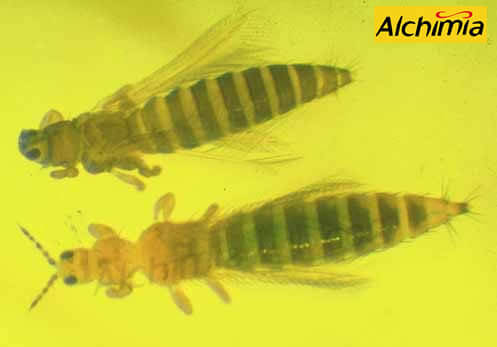  Male and female thrips