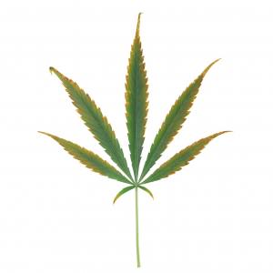 Intermediate stage of potassium deficiency