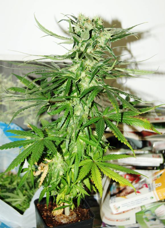 Photo 3: Potassium deficiency on intermediate phase