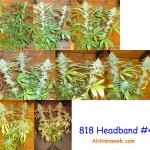 818 Headband from The Cali Connection