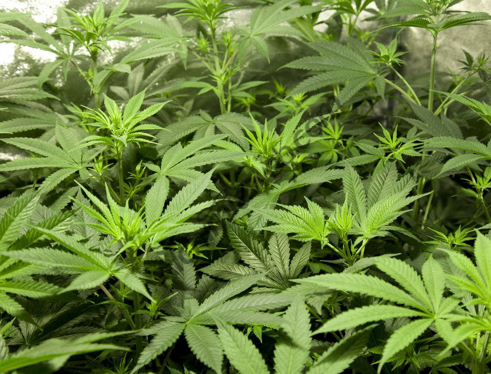 How to keep cannabis mother plants