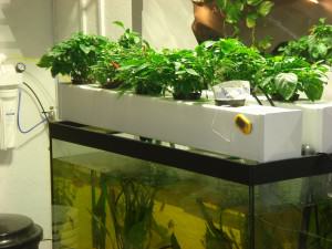 Aquaponics system with fish tank Aquaponics and greenhouses to grow produce year-round planned by Garden of Health