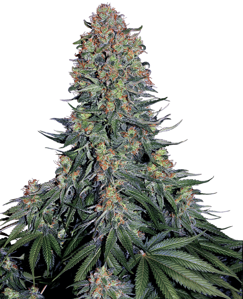 Skunk hybrids like this Blue Skunk from Sensi Seeds are usually excellent producers