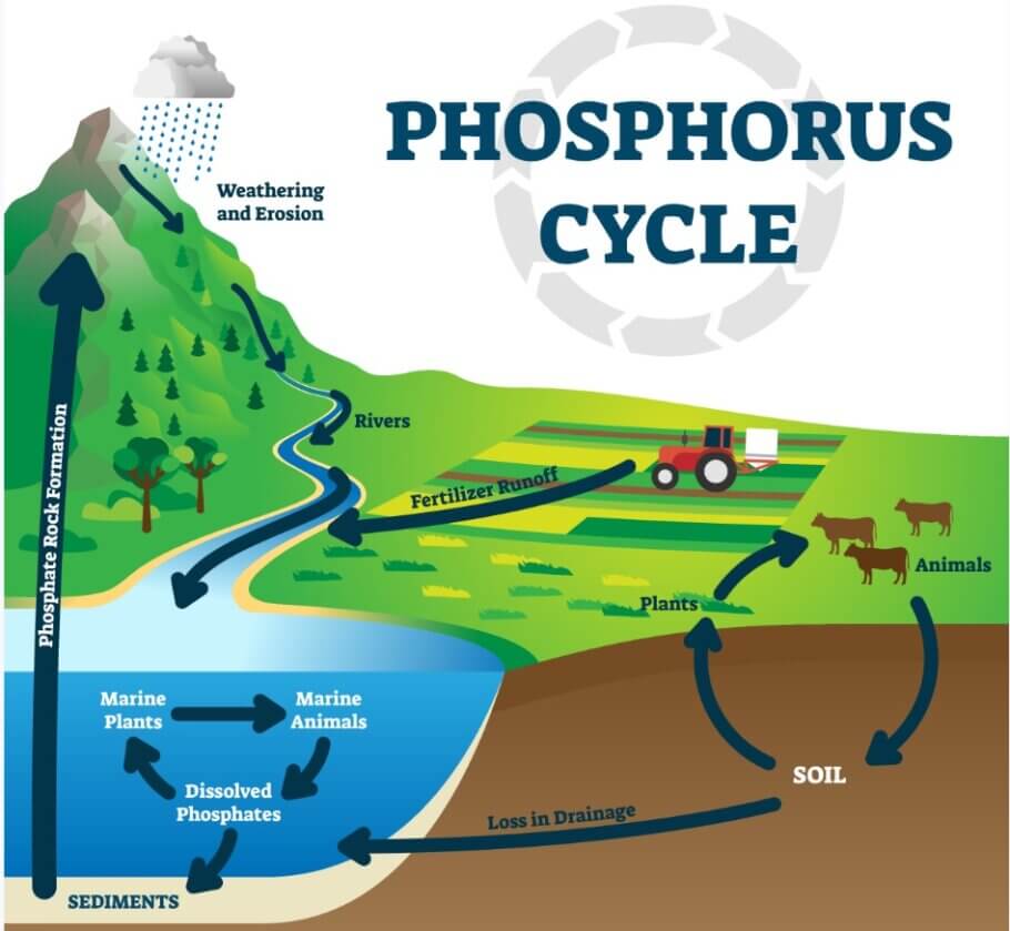  The phosphorus cycle