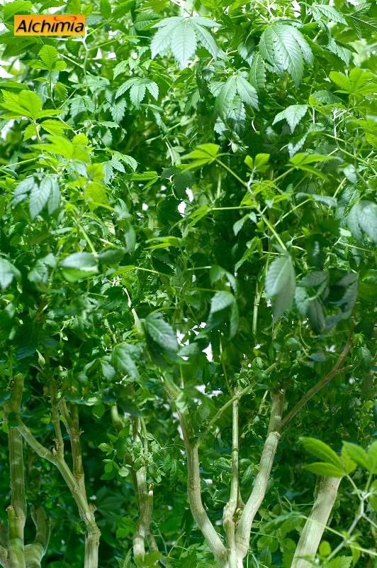 Cannabis mother plant madre4