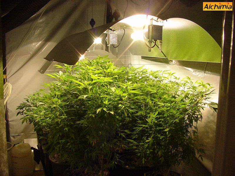 Cannabis mother plants growing