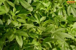 Healthy plants produce healthy cuttings Healthy plants