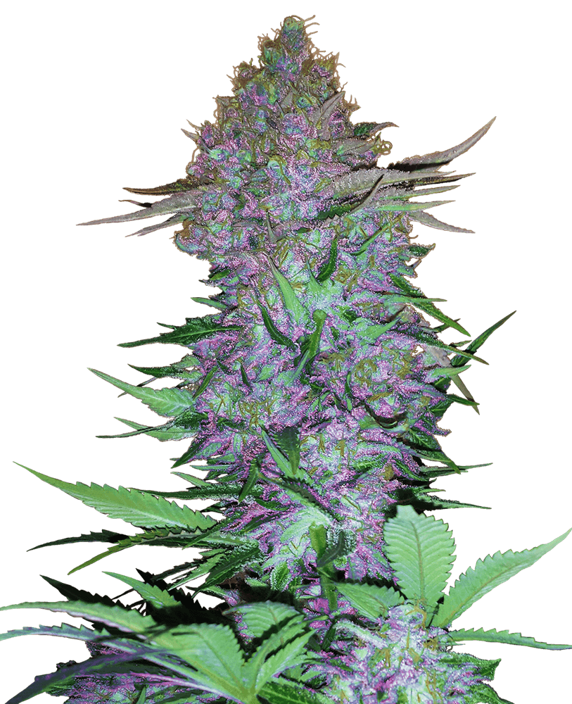 At Sensi Seeds they have continued working on Skunk genetics, giving rise to specimens as spectacular as this Purple Skunk Auto