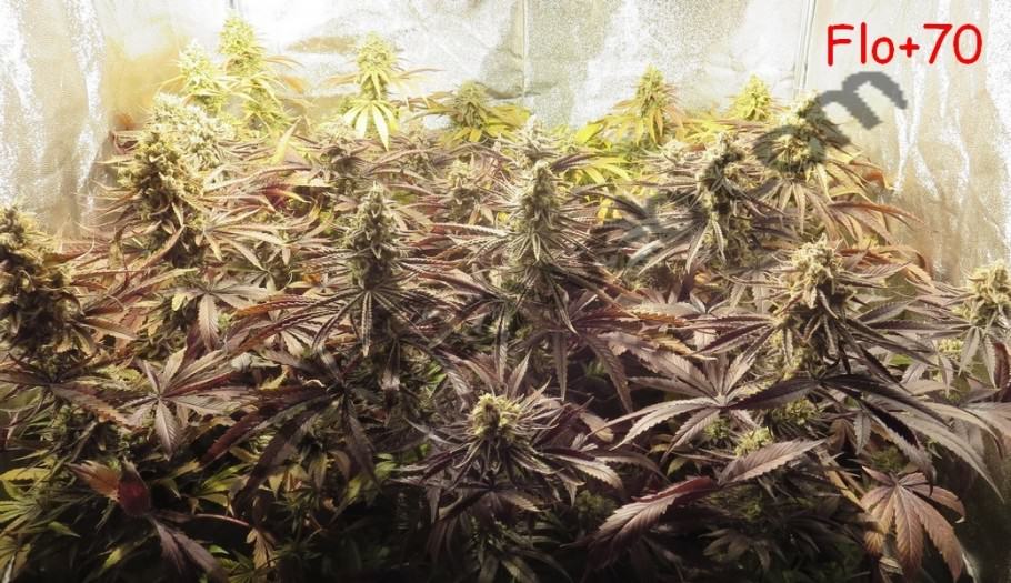 Growing regular cannabis seeds indoors