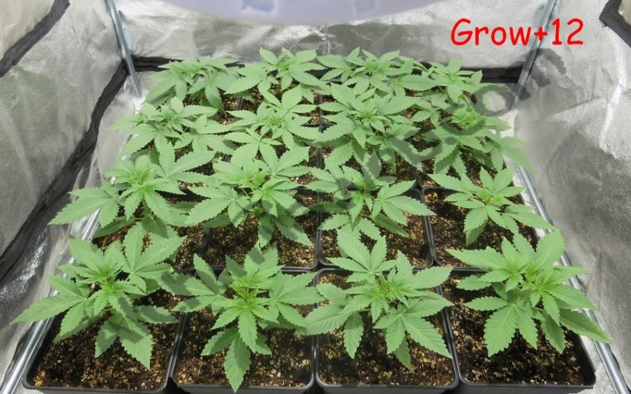 Cannabis plants after 12 days of growth