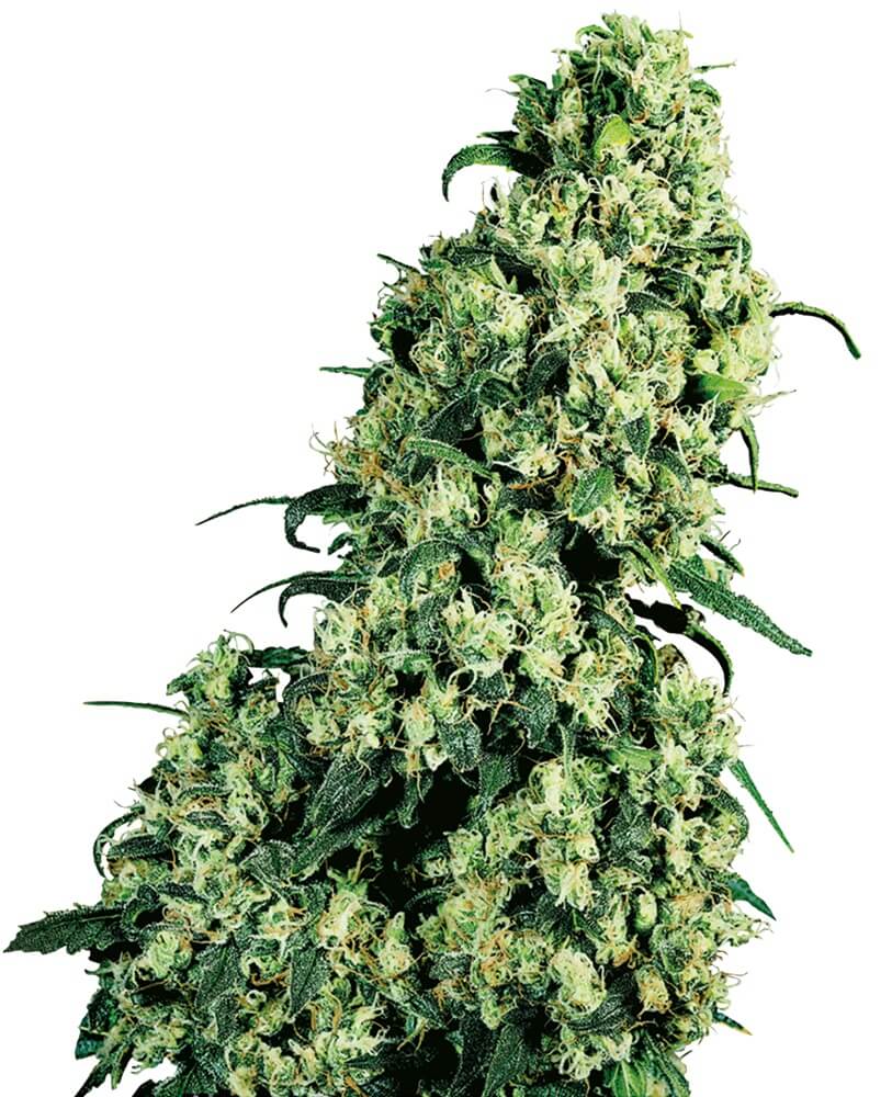 The famous Skunk #1 by Sensi Seeds was a true revolution in the cannabis scene