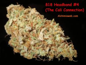 Detail view of a 818 Headband Bud