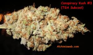 Detail view of a Conspiracy Kush bud from TGA