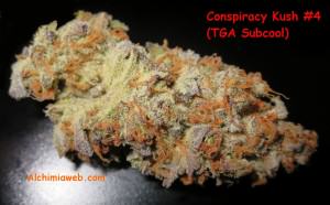 Detail view of a Conspiracy Kush bud from TGA