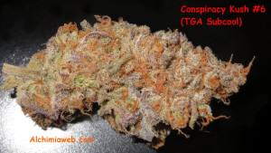 Detail view of a Conspiracy Kush bud from TGA
