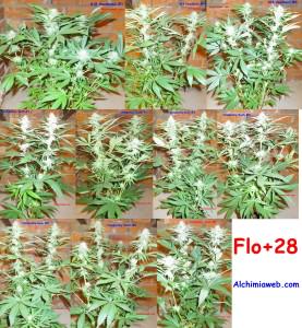 How to grow feminized weed seeds indoors