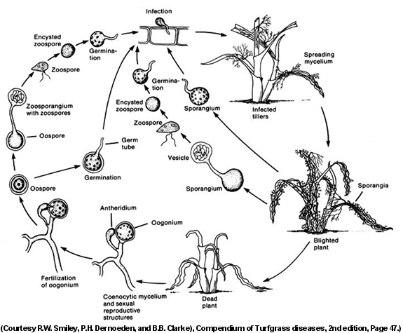 PythiumBlightEspdiseasecycle