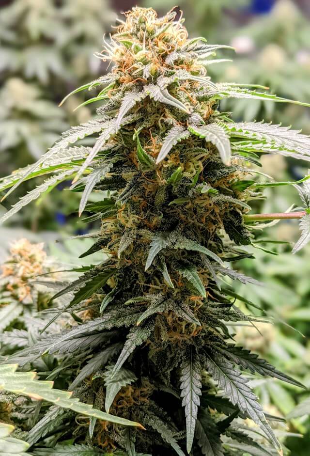 Iron is an important micronutrient in the diet of all types of plants, and cannabis is no exception (Image: Indorgro)